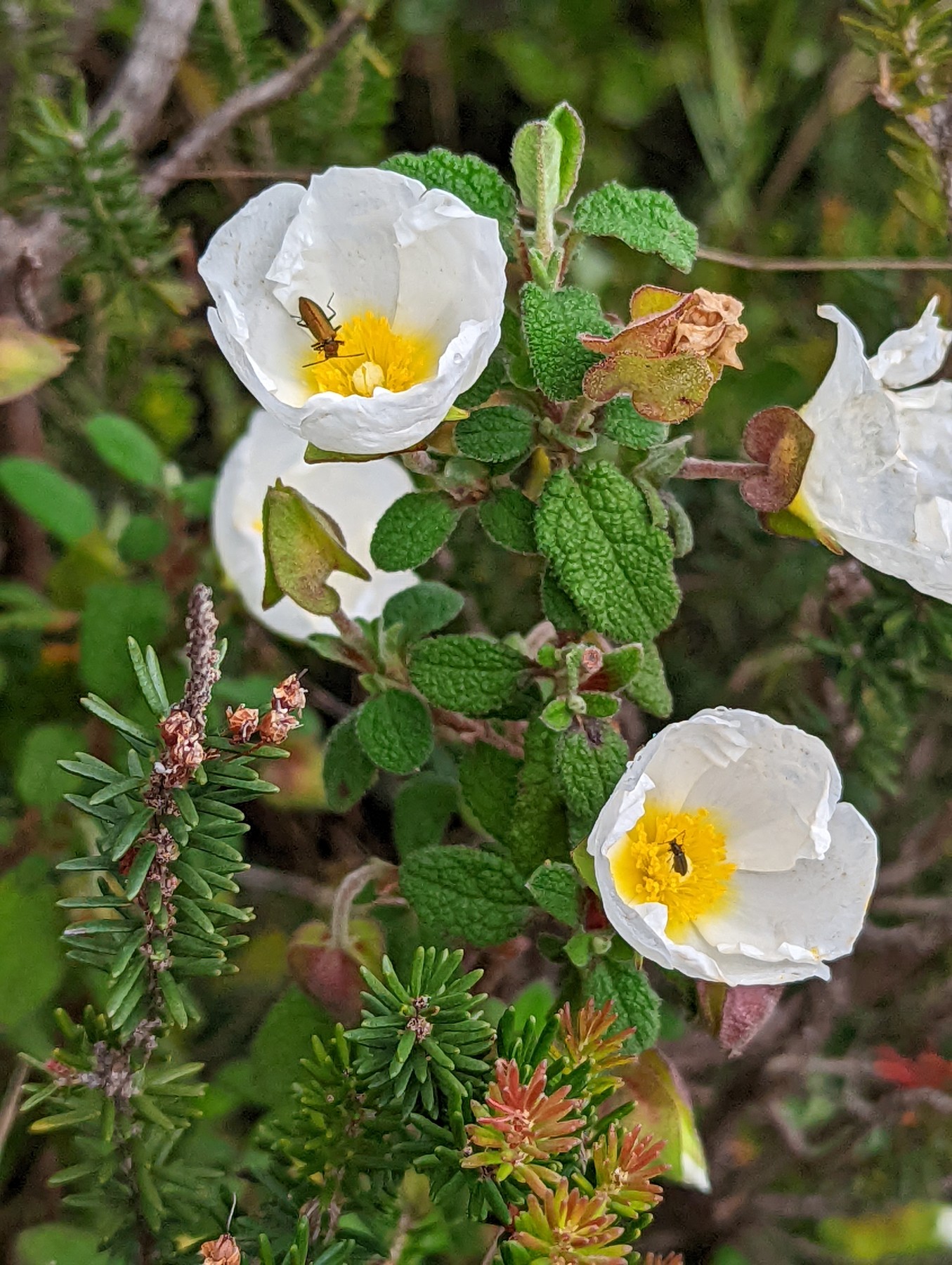 Local hiking Marxuquera